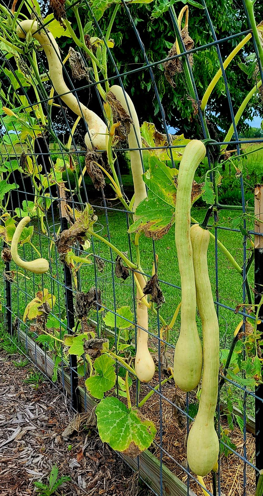 Rampicante or Tromboncino Squash Organic Seeds