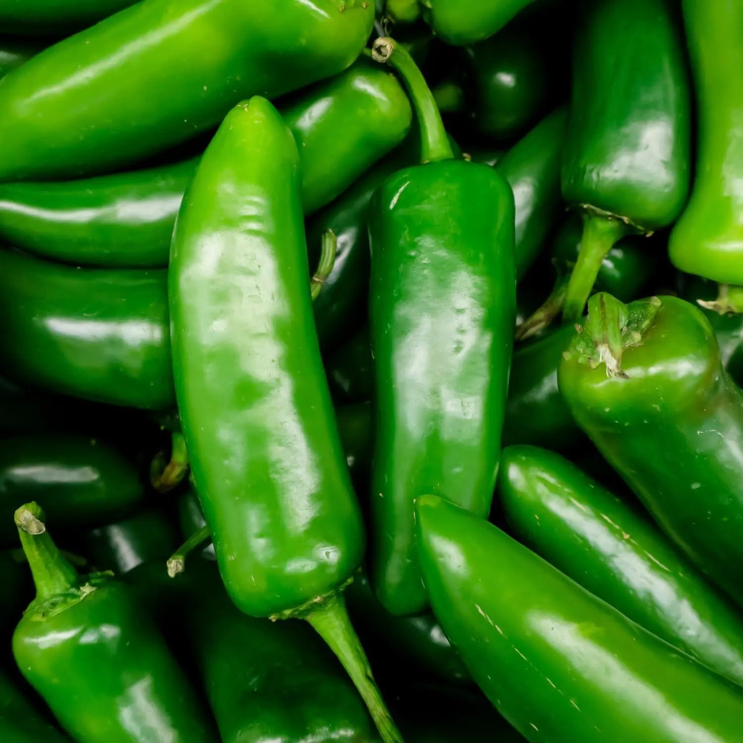Jalapeno TAM Pepper Seeds 50+ Hot Vegetable Heirloom NON-GMO