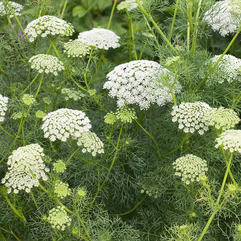 300 Ammi Queen Anne#39;s Lace Flower Seeds