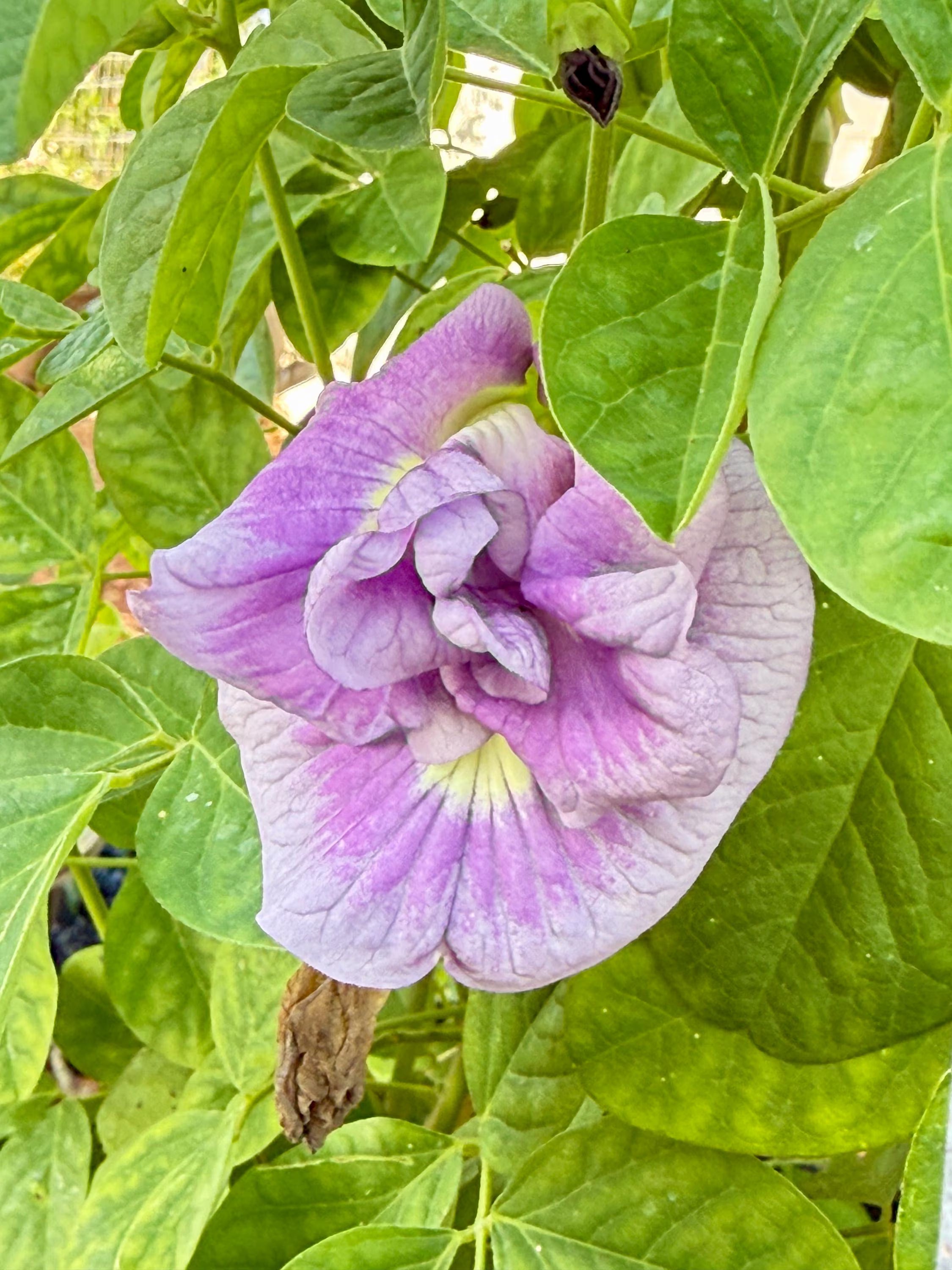 15+ Butterfly Pea Seeds |double-petaled Lavender Queen |Free Shipping(15 Seeds)