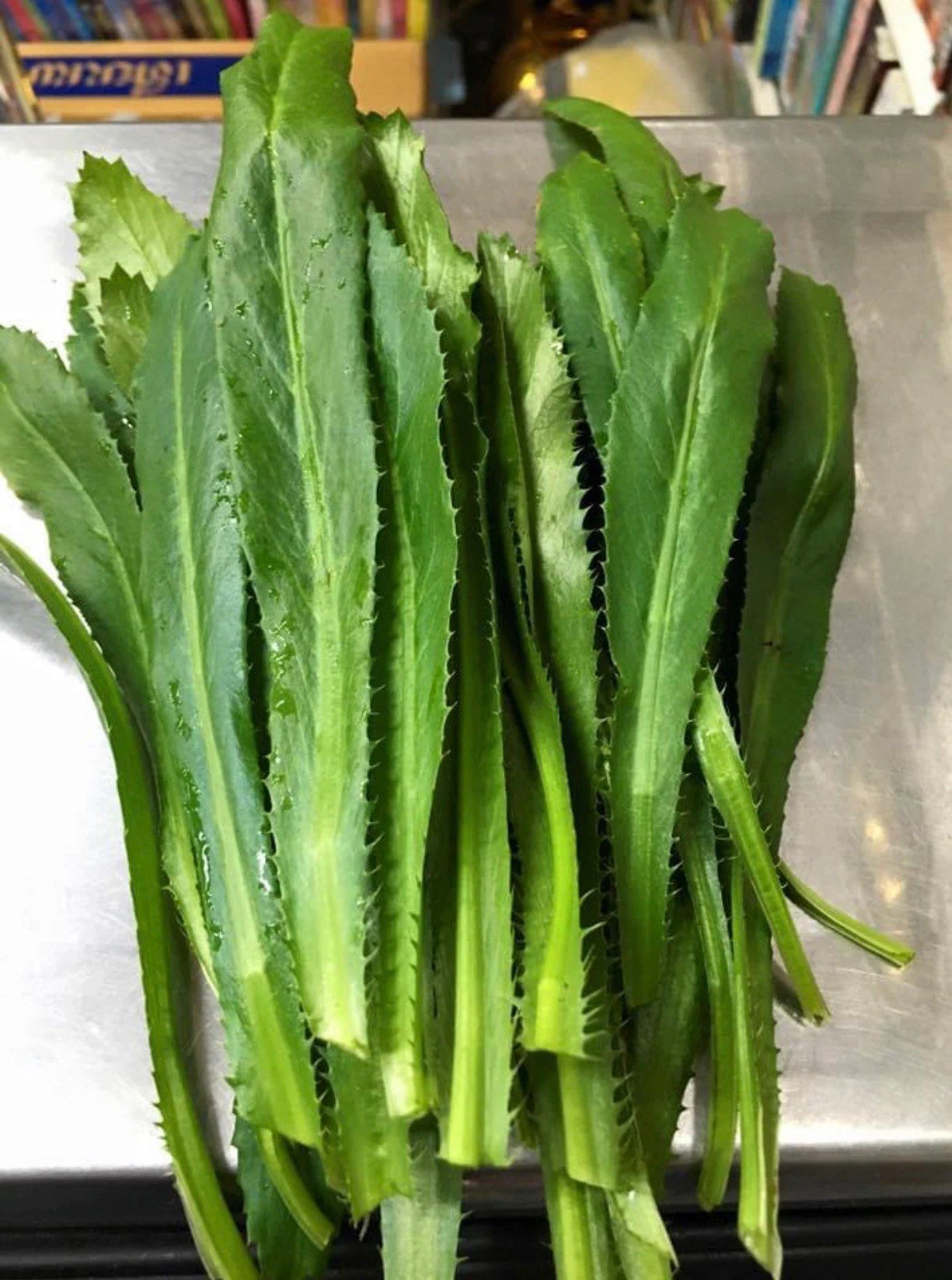 Culantro Seeds: Sawtooth Coriander, Caribbean Herb(100 seeds)