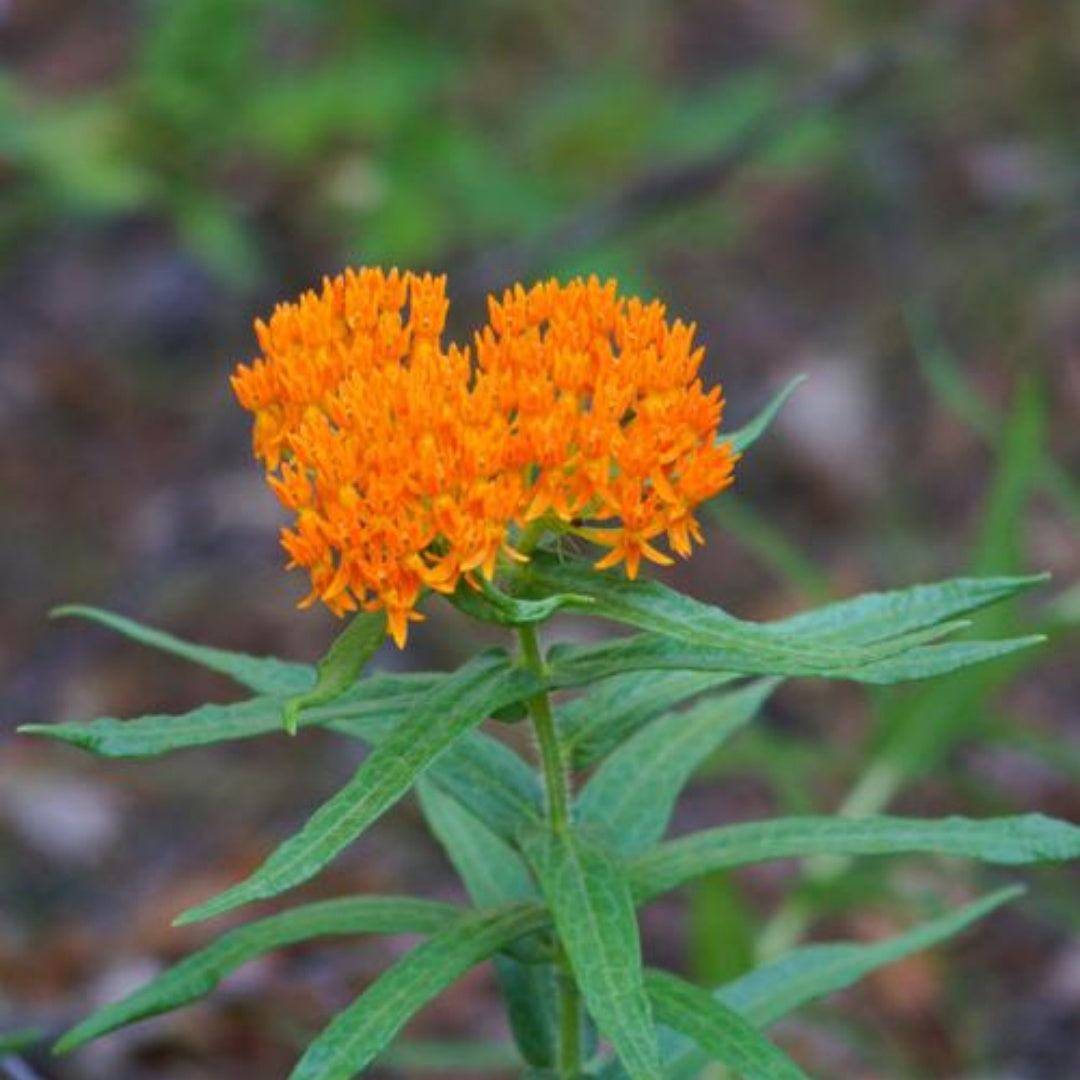 100 Milkweed Mix Seeds | Deluxe Monarch Butterfly Host Plants | Perennial | Non-GMO Wildflowers(20 Seeds)