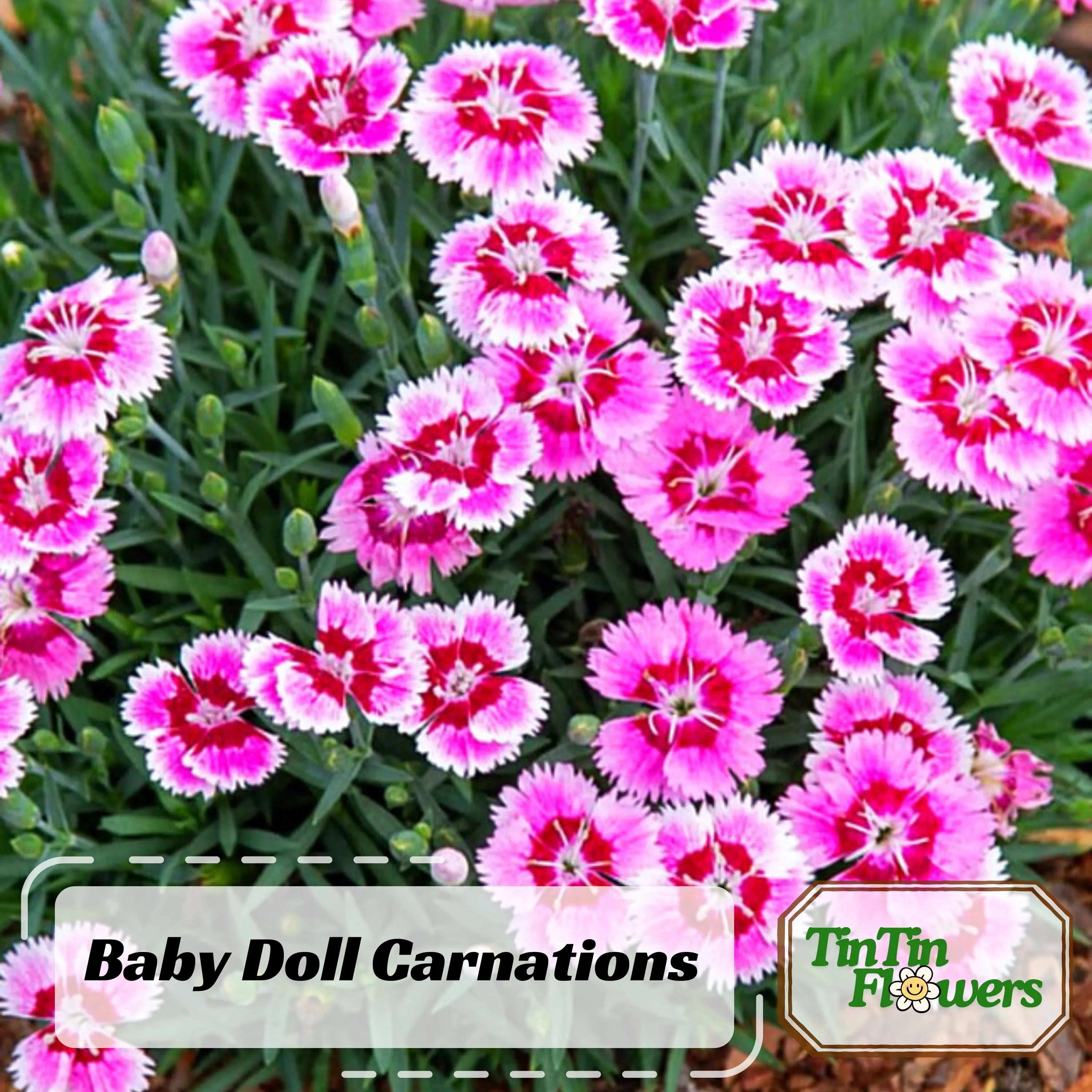 30 Seeds| Baby Doll Carnations - Dianthus Seeds - Container - Balcony Flowers -Cold  Drought Resistant -Hardy, Colorful Garden#ca34