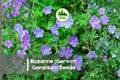 25 Rozanne Geranium Seeds: Violet Blue Perennial Blooms - Pollinator Friendly