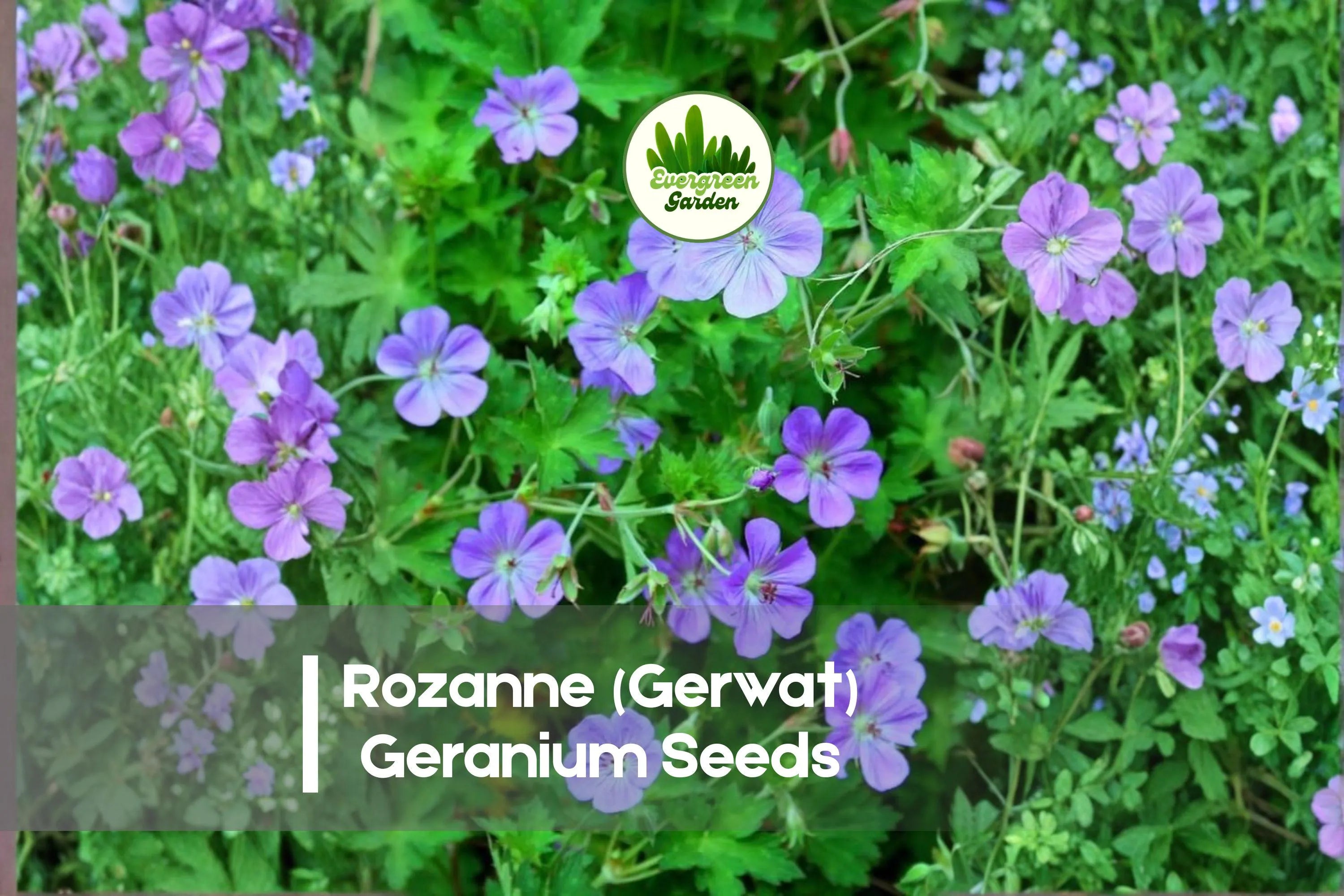 25 Rozanne Geranium Seeds: Violet Blue Perennial Blooms - Pollinator Friendly