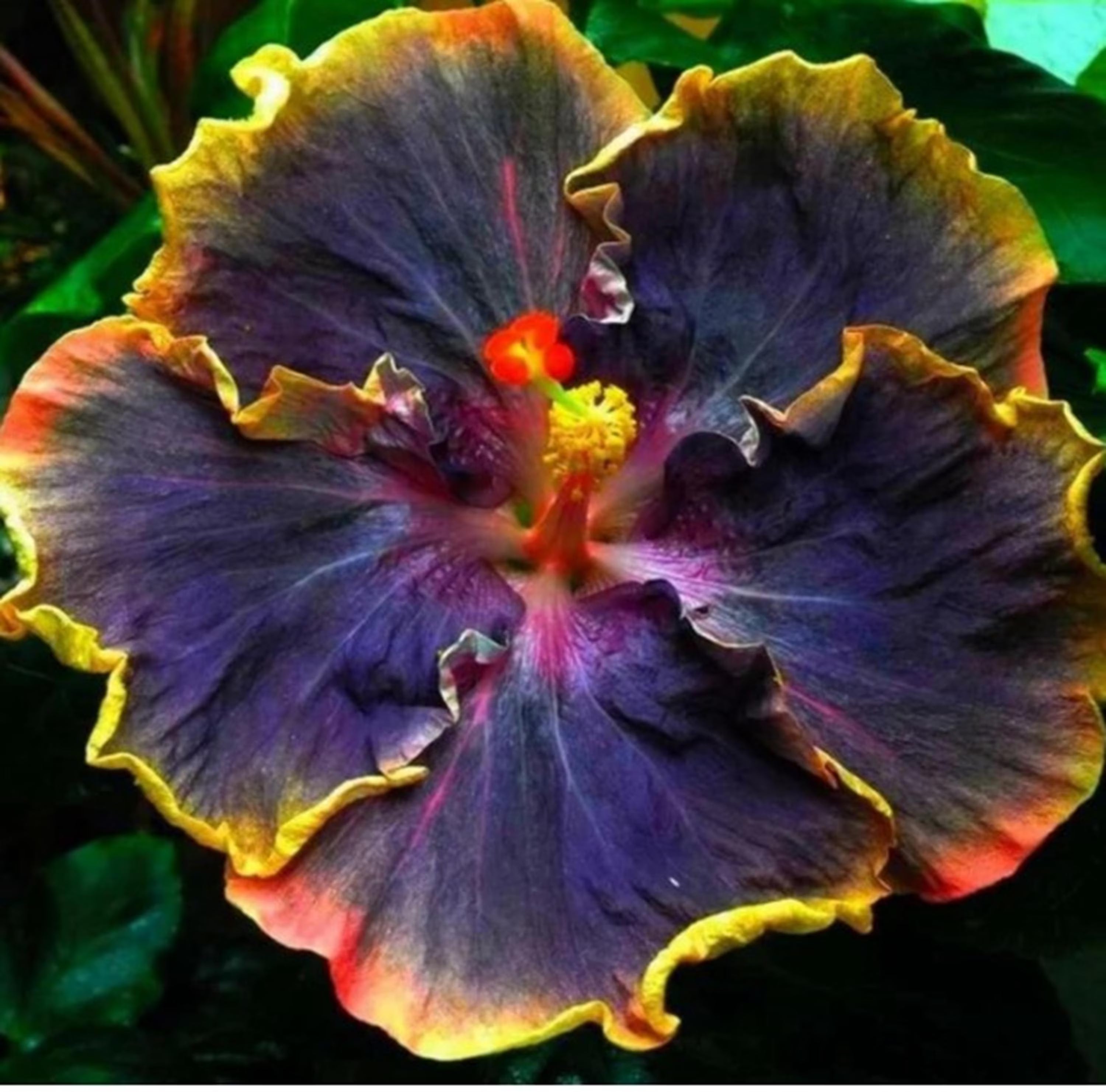 RARE- Hibiscus Black Yellow Giant-Gorgeous Flower-Can grow Indoors  or Out-2,5, 10 0r 20 SEEDS + instructions Fresh Harvested Fast DD(10 seeds)