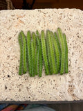 Dog Tail Cactus Cuttings