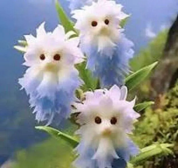 Big Flower Cat Face Cat#39;s Eye Dazzle Orchid Flower 50 Seeds