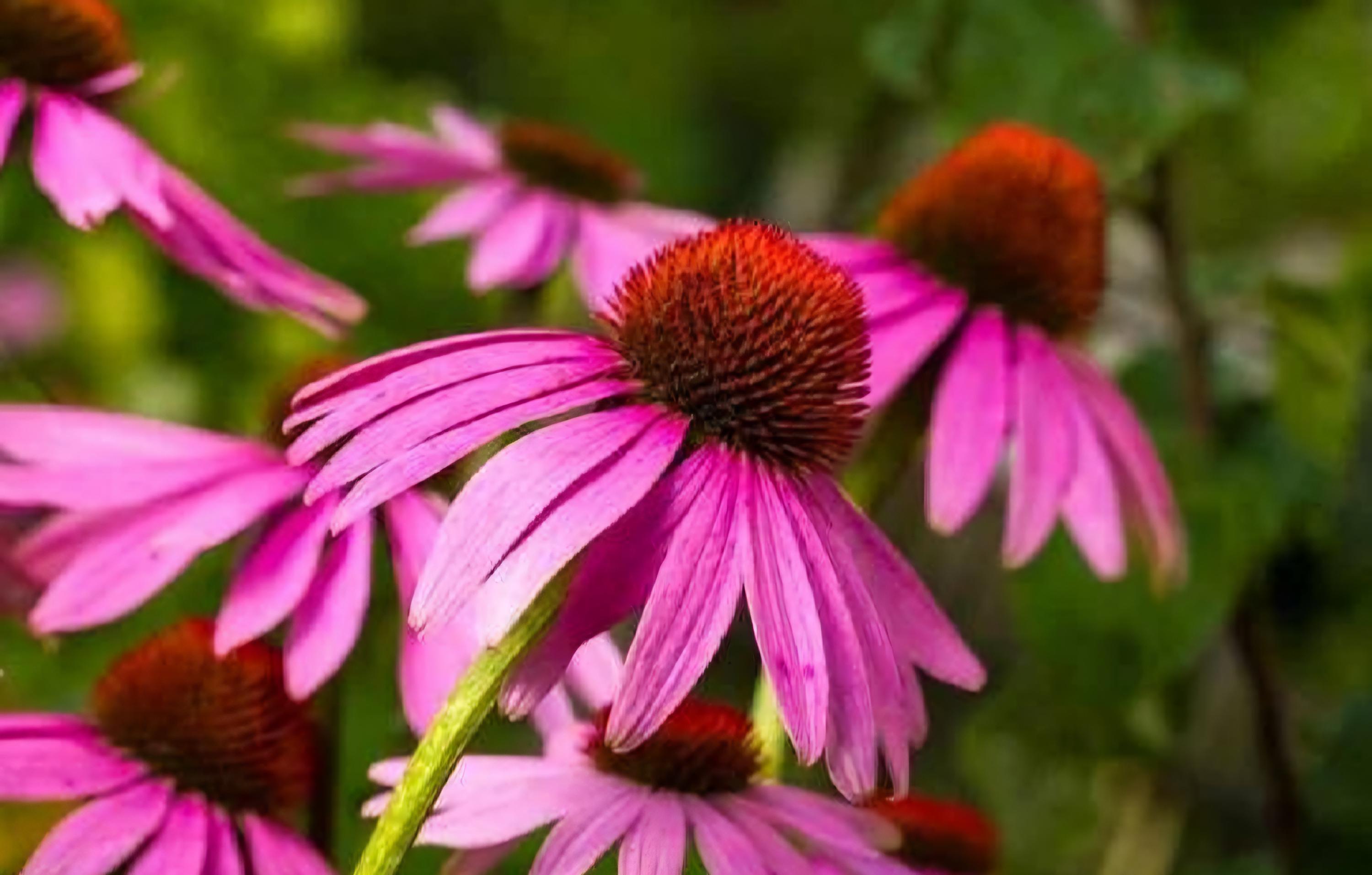 Echinacea Angustifolia SEEDS