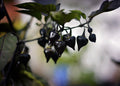 Chupetinho Black pepper seeds