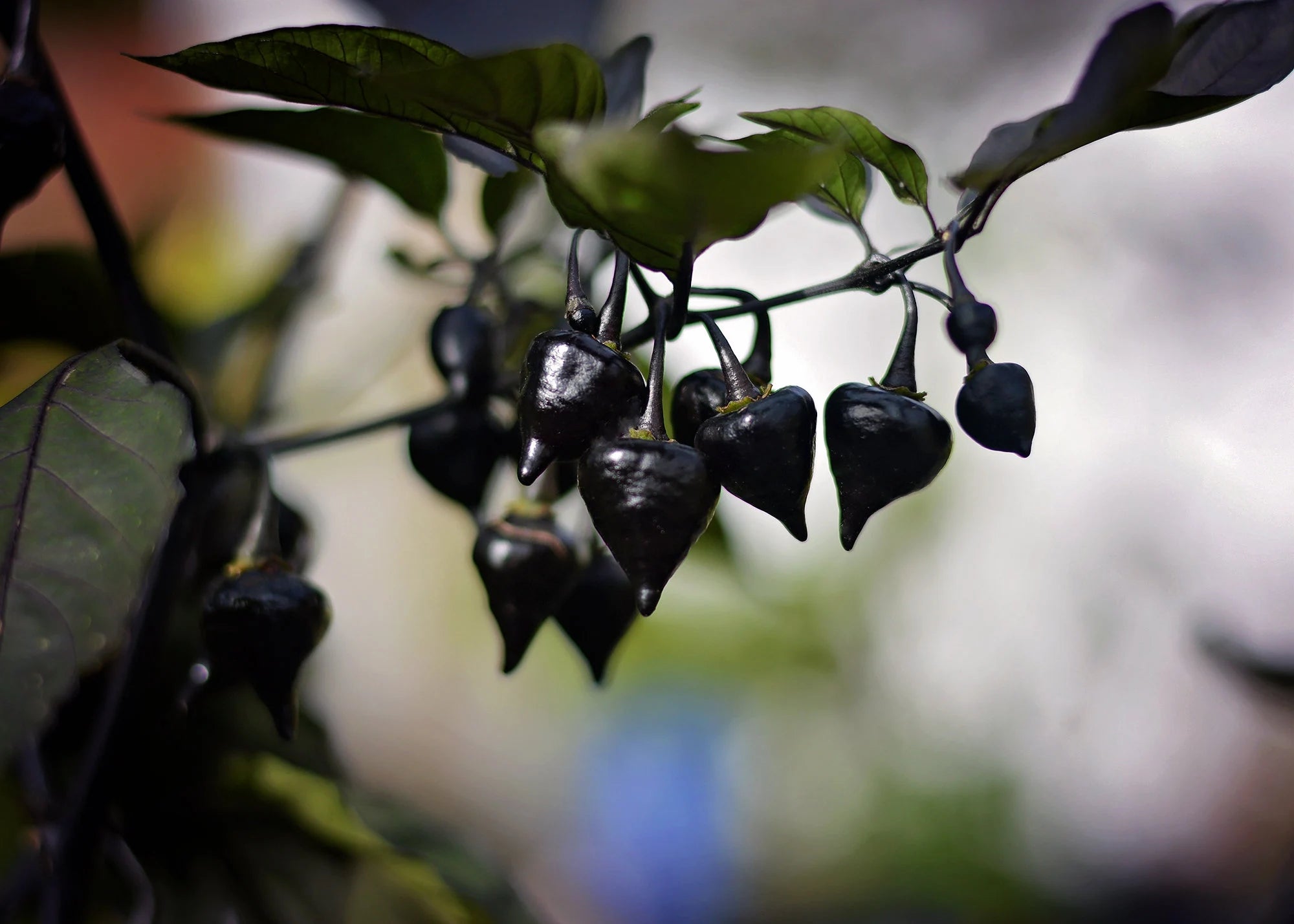 Chupetinho Black pepper seeds