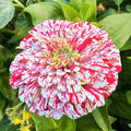 50 Seeds | Peppermint Stick Zinnia Seeds | Striped Red  White Blooms | Cut Flower Garden | Heirloom Annual | Easy to Grow | Non-GMO Seeds