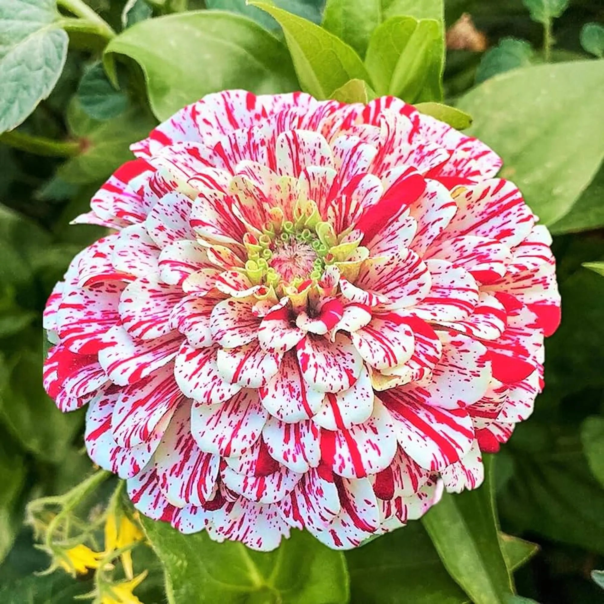 50 Seeds | Peppermint Stick Zinnia Seeds | Striped Red  White Blooms | Cut Flower Garden | Heirloom Annual | Easy to Grow | Non-GMO Seeds