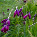 Angel#39;s Fishing Rod Dark Cerise (8 Flower Seeds) **QTY Restrictions - see description