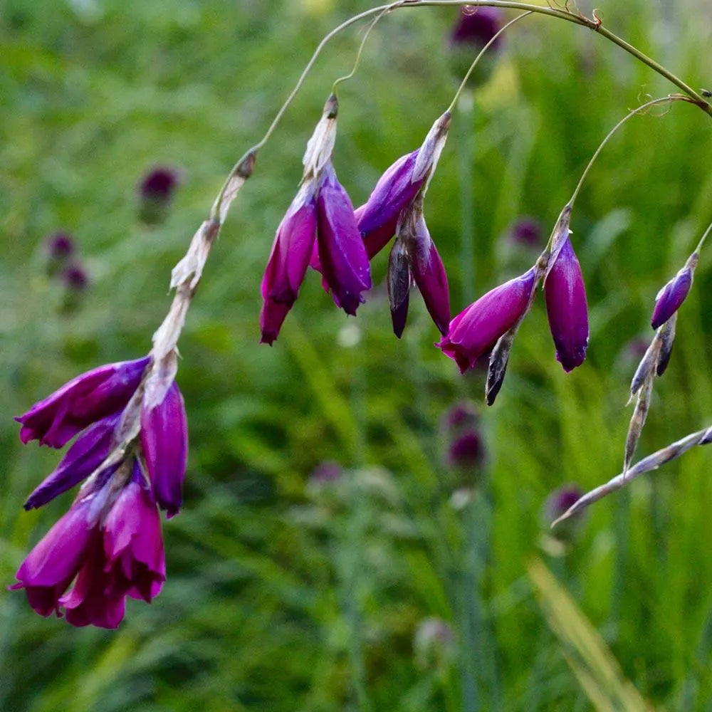 Angel#39;s Fishing Rod Dark Cerise (8 Flower Seeds) **QTY Restrictions - see description