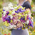 Rainbow Mixed Color Statice Flower Seeds