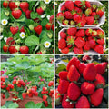 2000+ Strawberry Seeds for Planting Outdoor-Heirloom Non-GMO Juicy Fruit-Perfect for Home Gardening Delicious Fresh Harvest