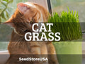 Cat Grass Seeds | Heirloom - Non-GMO | Agropyron Cristatum | Seed Store | Herb Seeds | 1173(50 Seeds)