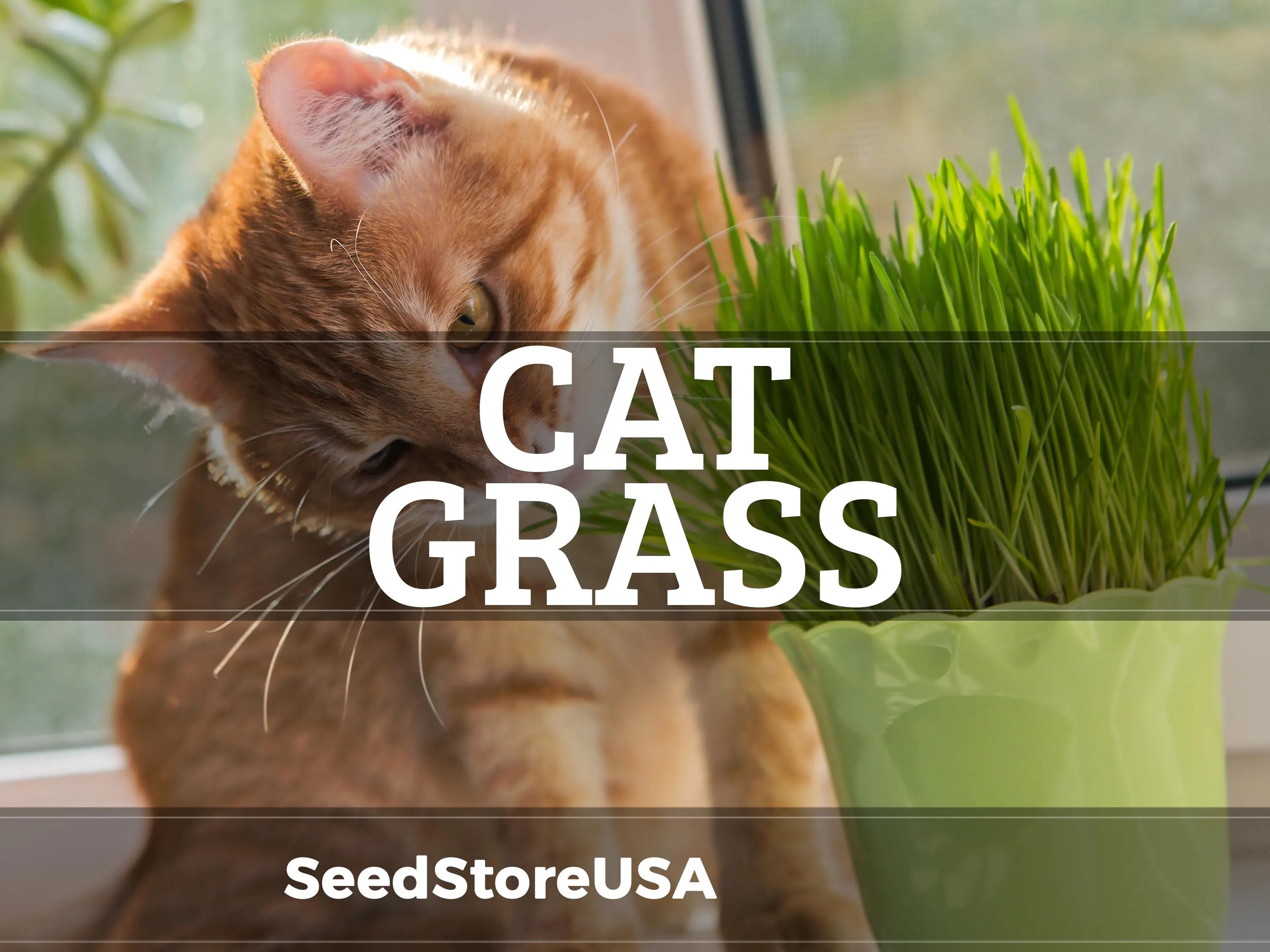 Cat Grass Seeds | Heirloom - Non-GMO | Agropyron Cristatum | Seed Store | Herb Seeds | 1173(50 Seeds)