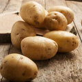 Gold Seed Potatoes for Planting – 20/100/200pcs Pack of Easy-to-Grow, High-Yield, Disease-Resistant Garden Potatoes – Perfect for Baking, Roasting, Mashing  Home Gardening(20pcs)