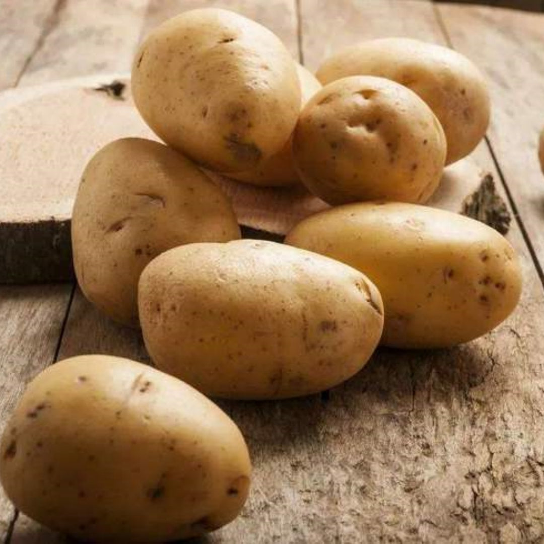 Gold Seed Potatoes for Planting – 20/100/200pcs Pack of Easy-to-Grow, High-Yield, Disease-Resistant Garden Potatoes – Perfect for Baking, Roasting, Mashing  Home Gardening(20pcs)