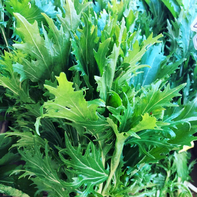 Mustard Mizuna Heirloom seed 40/200/400(40 Seeds)