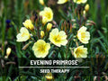 Evening Primrose Seeds – Heirloom Flower, Medicinal  Culinary Herb, Easy to Grow, Pollinator Friendly | 100 Seeds