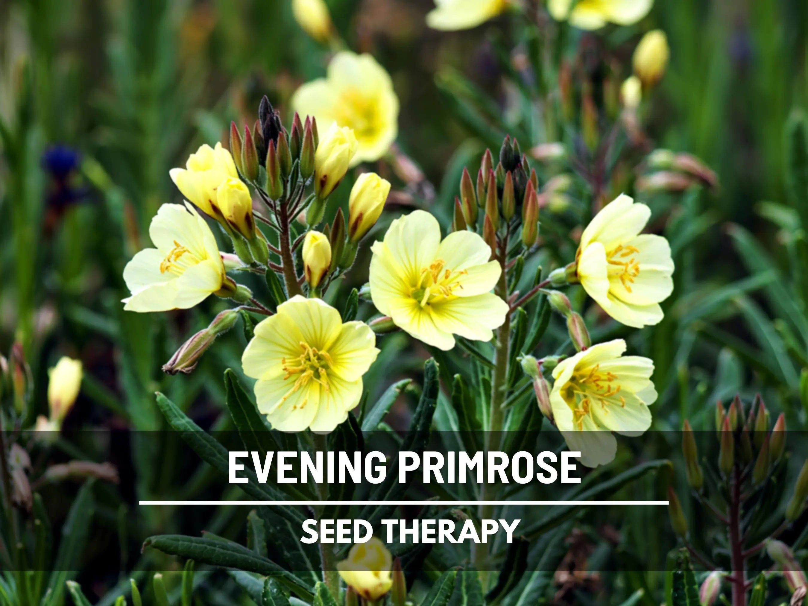Evening Primrose Seeds – Heirloom Flower, Medicinal  Culinary Herb, Easy to Grow, Pollinator Friendly | 100 Seeds