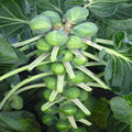 Brussel sprouts Divino seed 40