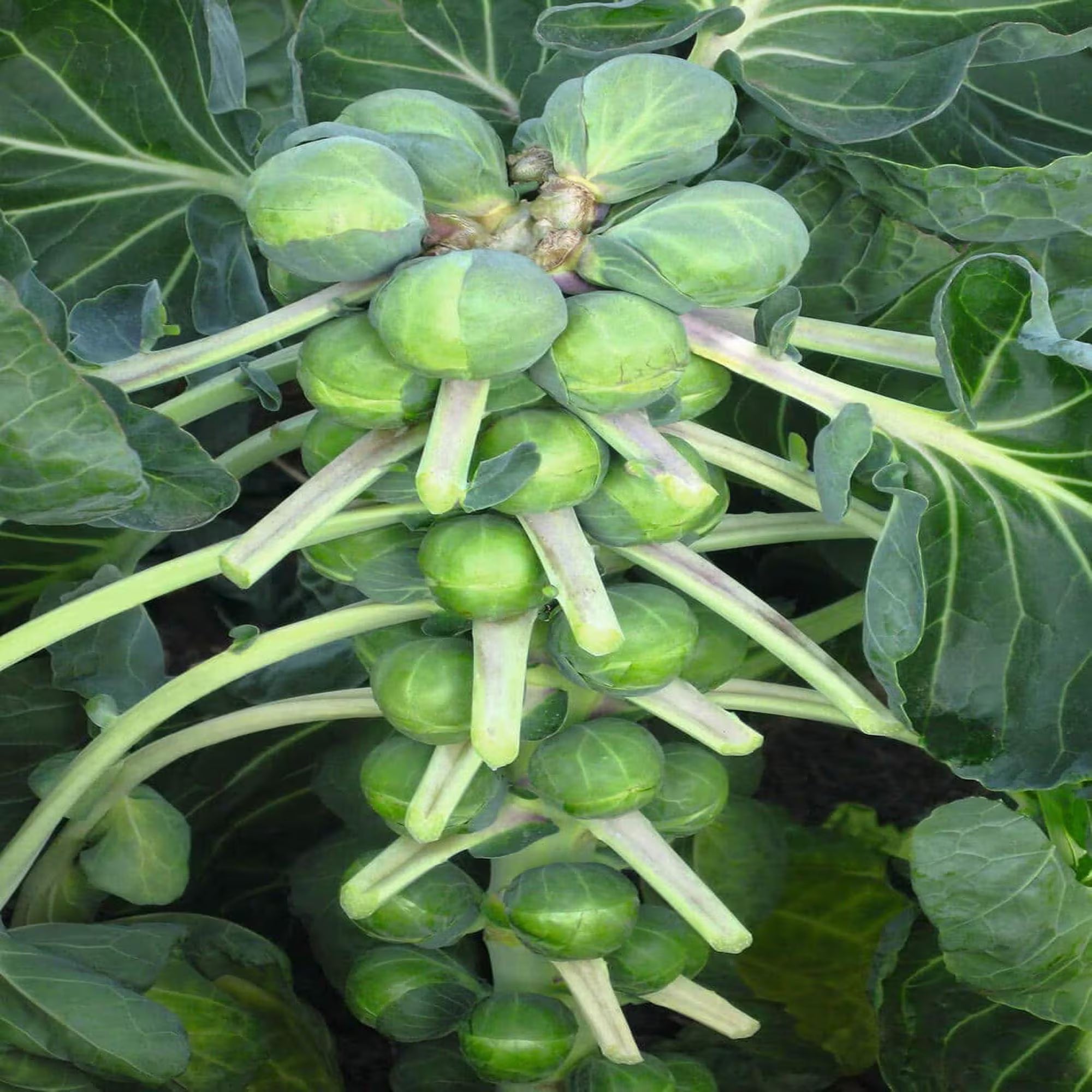 Brussel sprouts Divino seed 40