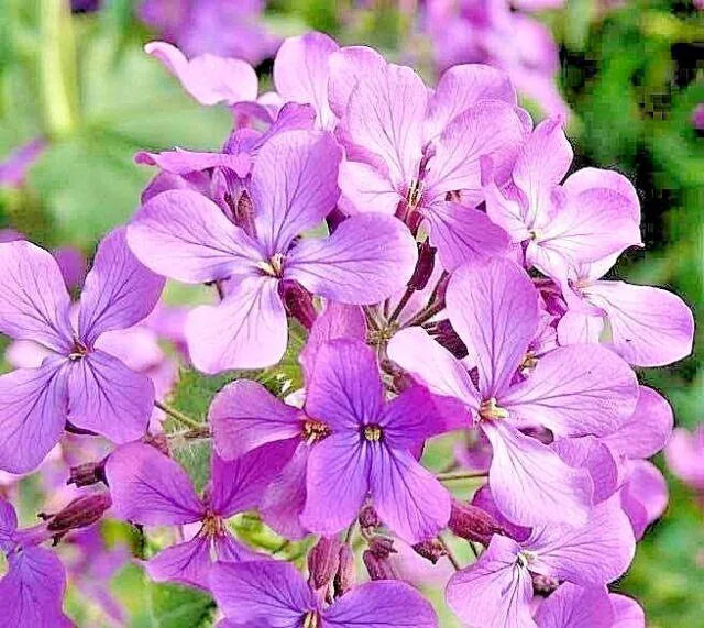 Evening Scented Stock Seeds 1000+ Flower Mathhiola Longipetala USA