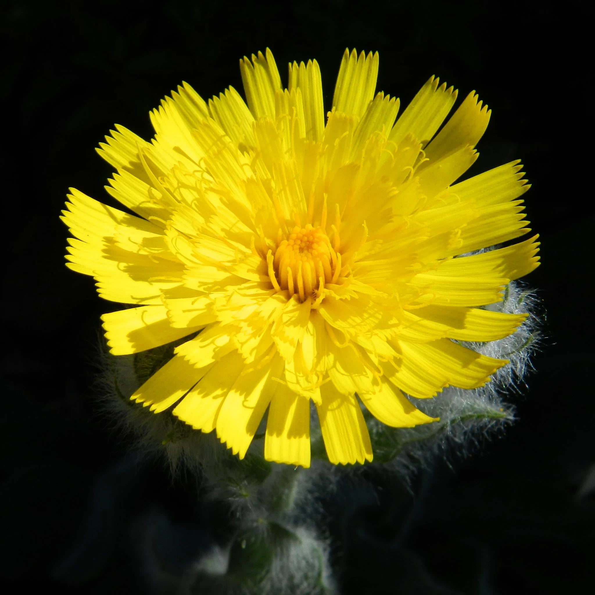 Hieracium Villosum - Silver Hawkweed seed