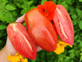 San Marzano Redorta - Extra Large San Marzano Heirloom Tomato Vegetable Seeds