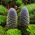 Korean Fir Tree (Abies Koreana) Seeds(6 Seeds)
