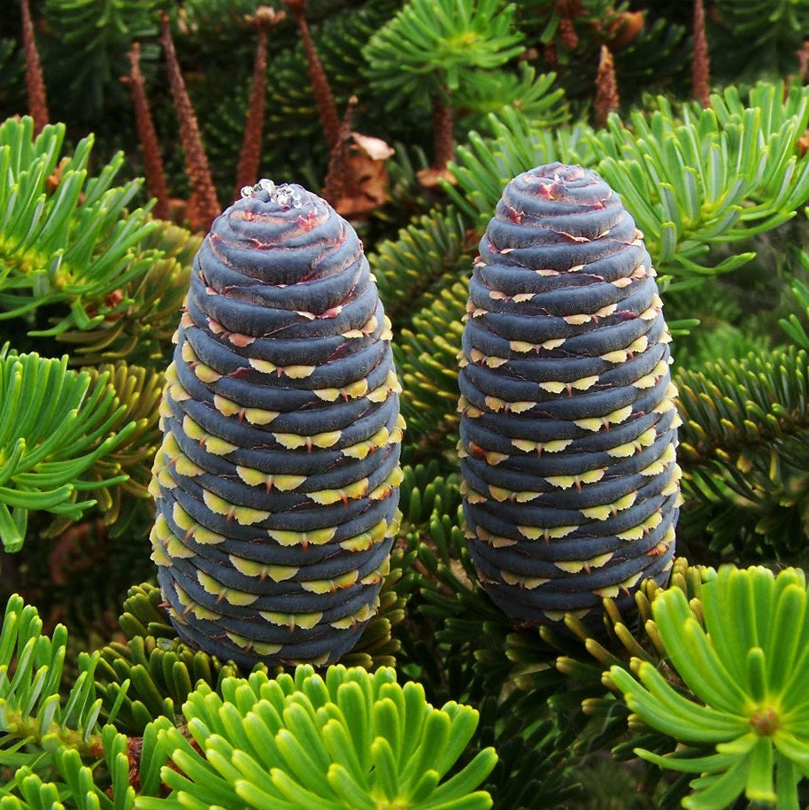 Korean Fir Tree (Abies Koreana) Seeds(6 Seeds)