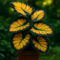 Sunburst Calathea Seeds: Non GMO, Flower, striking foliage patterns - 25 SEEDS