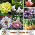 13 Seeds| Moon Angel Datura Mix Seeds - Flowering - Cold Sensitive - Angel#39;s Trumpet - Devil’s Trumpet - Datura Flower - Flower Seeds #G007