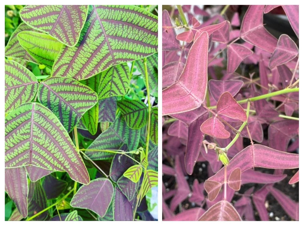 25 Plus Fresh LARGE LEAF Christia Obcordata and Christia Vespertilionis - COMBO-  Butterfly Wing Plant seeds