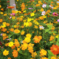 Butterfly  Hummingbird Wildflower Seed Mix | Heirloom Non-GMO Seeds | Annual and Perennial Flowers | Pollinator Garden(4000 Seeds)