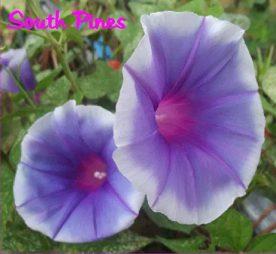 George Strait - Japanese Morning Glory Seeds - ipomoea Nil