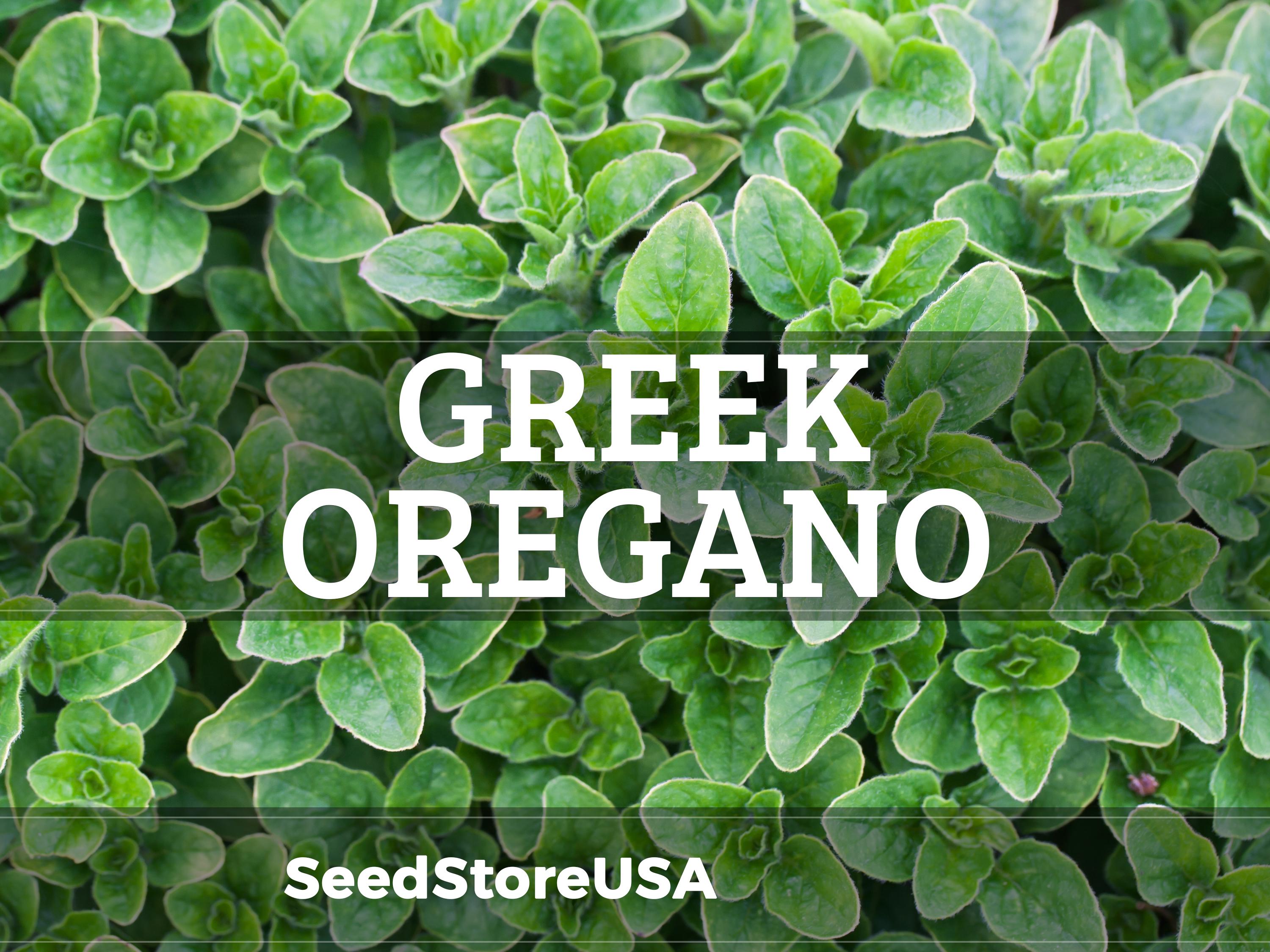 Greek Oregano Seeds | Heirloom - Non-GMO | Origanum Vulgare Hirtum | Herb Seeds | Seed Store | 1142(2)