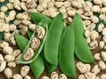 Jackson Wonder Butter Bean Seeds - Heirloom Lima, Organic, Non-GMO(20 Seeds)