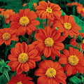 50 Fiesta Del Sol Tithonia Seeds. Ships free