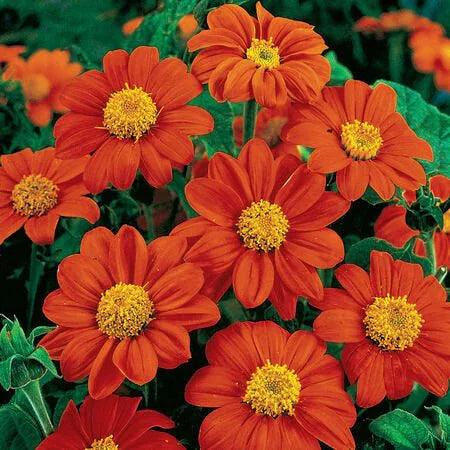50 Fiesta Del Sol Tithonia Seeds. Ships free