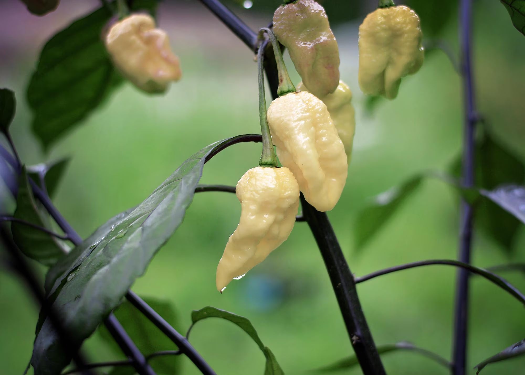 Blonde Bombshell F3 pepper seeds