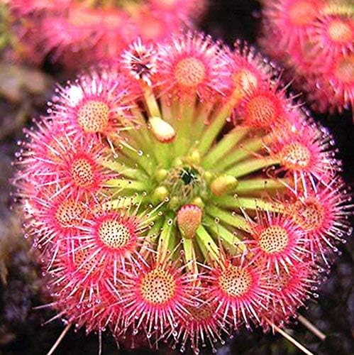New Fresh 2/10/20 pcs Pink Sundew Plant Seeds Generic(2 Seeds)