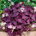 20/100/200 Purple Shamrock Seeds Oxalis Triangularis Lucky Flower Seeds(20 Seeds)