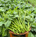 100+ Premium Malabar Spinach Seeds – Rau Mồng Tơi, Basella Alba, Climbing Spinach – Non-GMO, Heirloom – Easy to Grow, Fast-Growing, Heat-Tolerant, Perfect for Trellises  Home Gardens