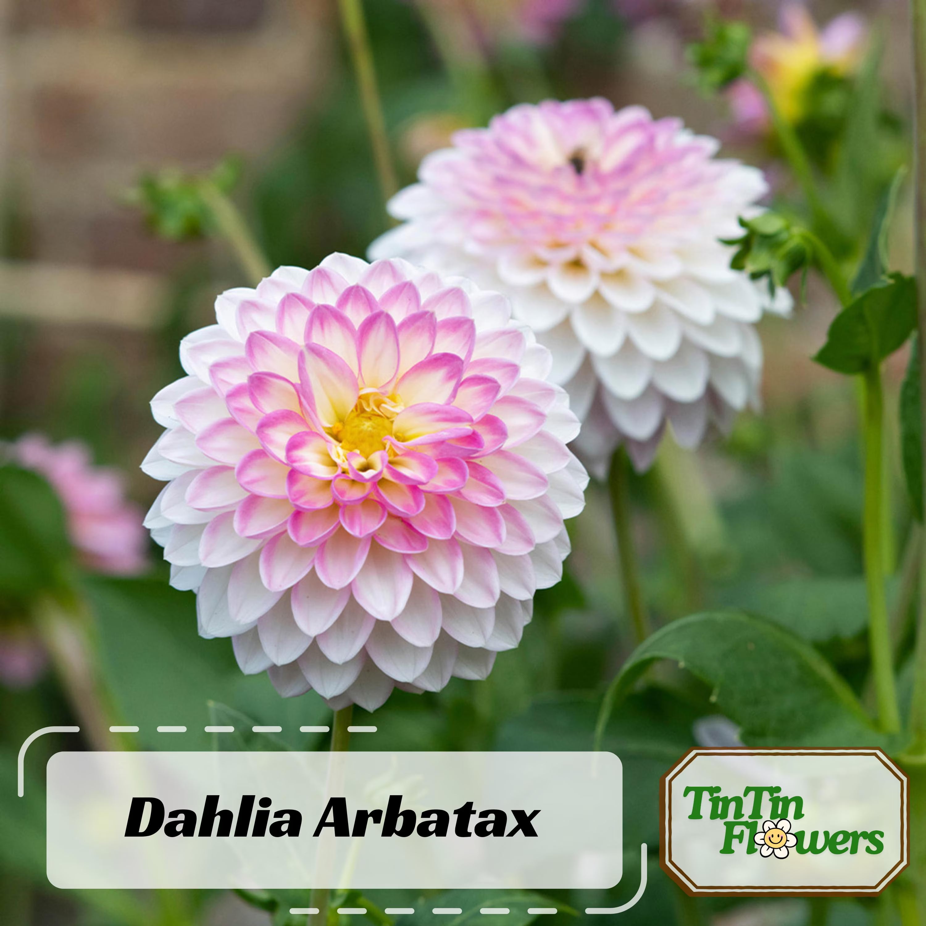 Arbatax Dahlia Perennial Seeds - Pollinator Friendly- Open Pollinated - Heirloom - Flower Seeds - Mix Seeds to Plant - .#D091