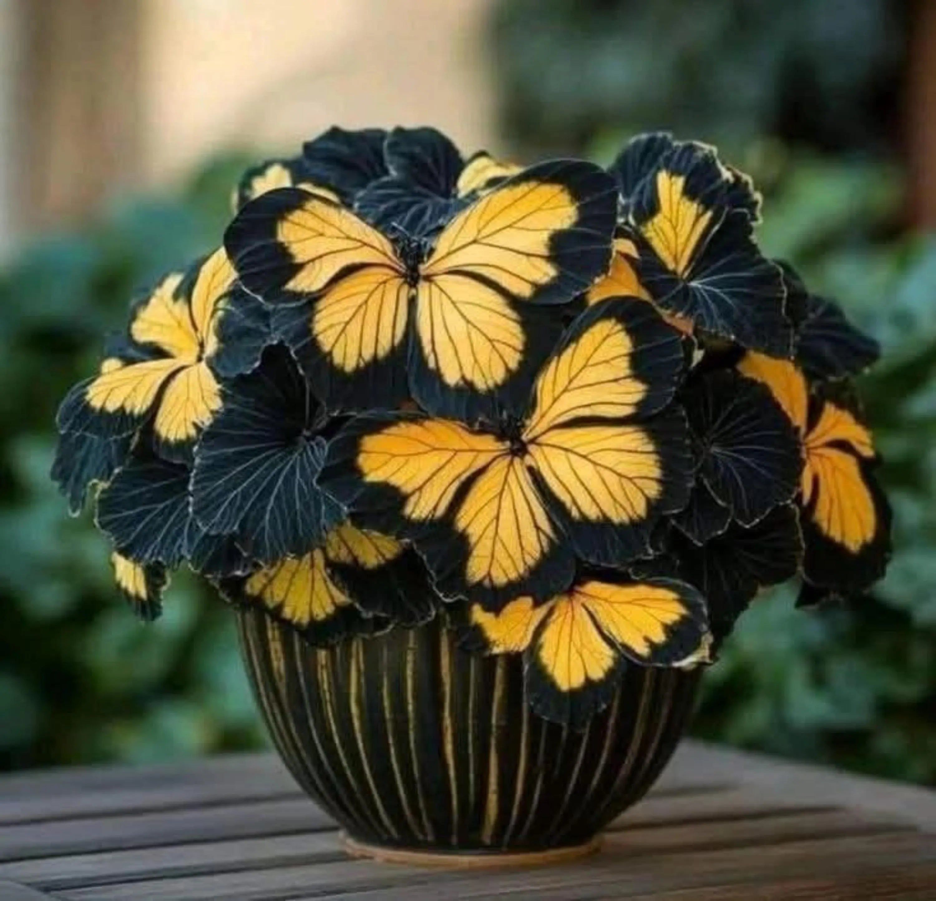 50 Heirloom Butterfly Coleus Seeds | Ornamental Foliage for Home  Garden